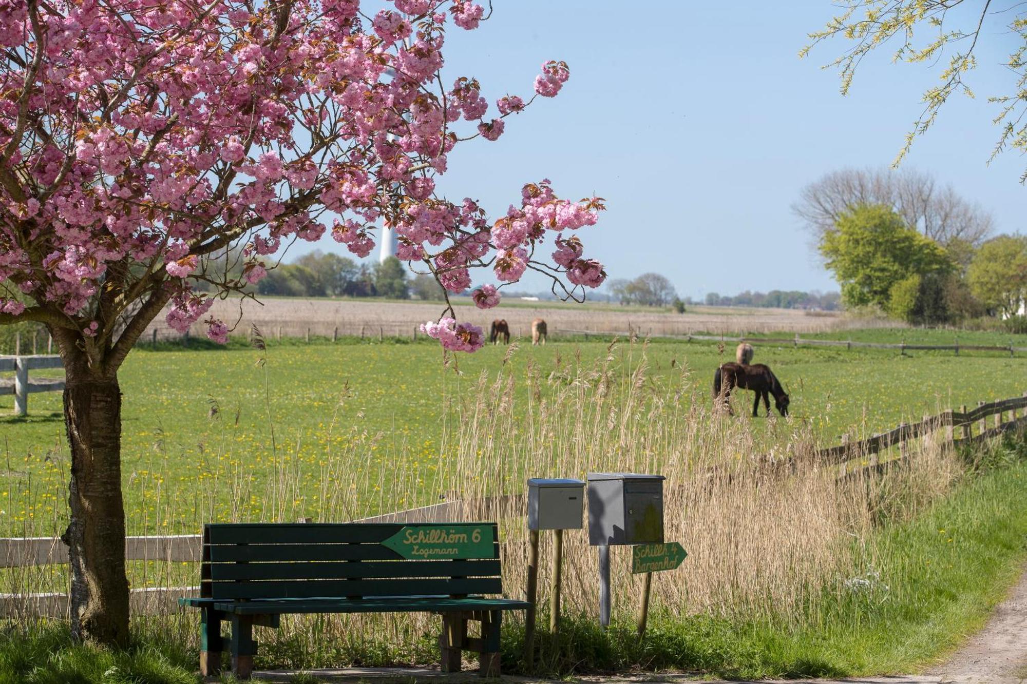 Fischerhaeuschen Am Kurpark Neuharlingersiel Exteriör bild